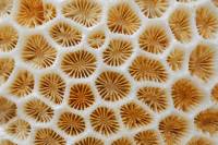 Corail fossile (détail)
